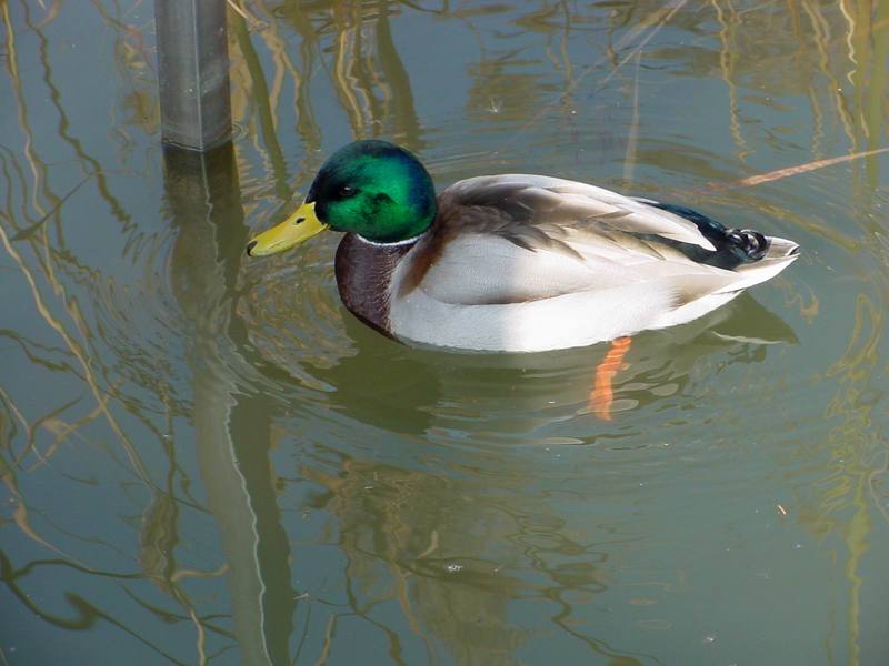 청둥오리 Anas platyrhynchos (Mallard Duck); DISPLAY FULL IMAGE.