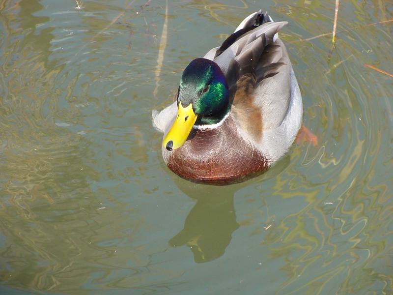청둥오리 Anas platyrhynchos (Mallard Duck); DISPLAY FULL IMAGE.