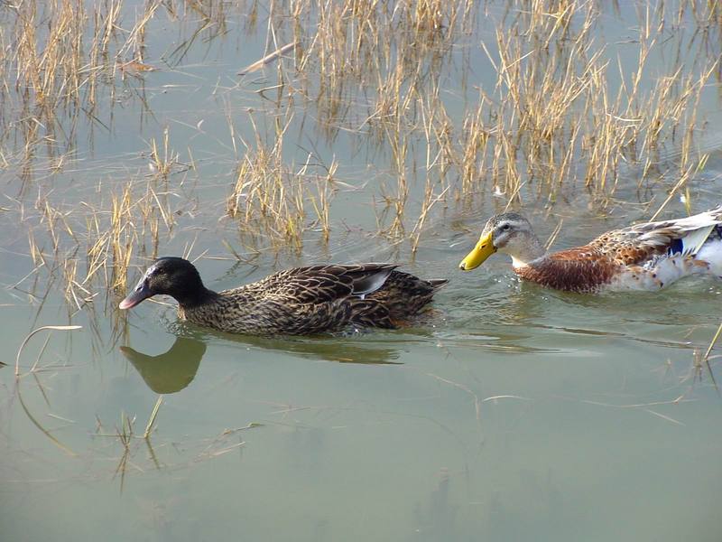 청둥오리 Anas platyrhynchos (Mallard Duck F1); DISPLAY FULL IMAGE.