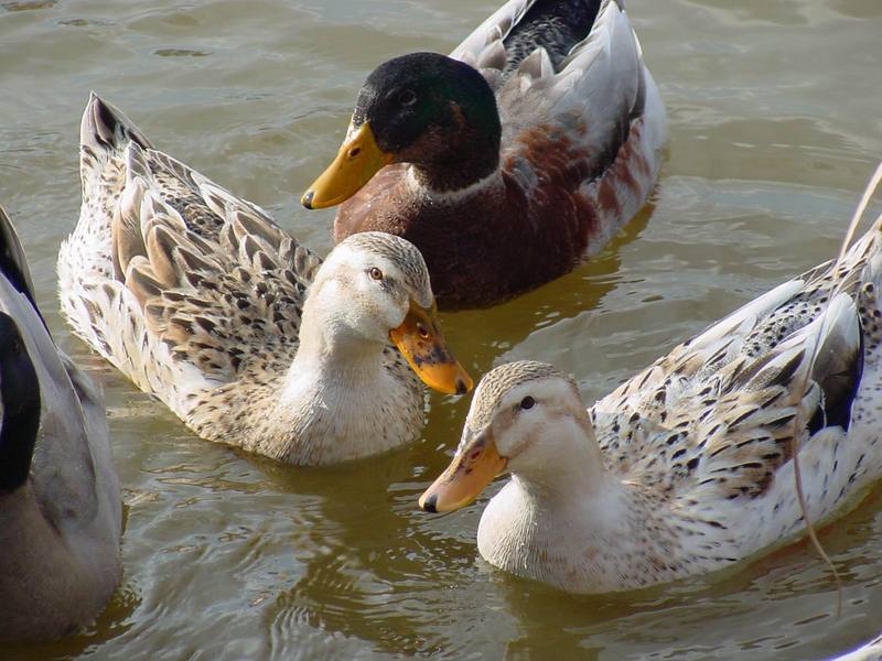 청둥오리 Anas platyrhynchos (Mallard Duck F1); DISPLAY FULL IMAGE.