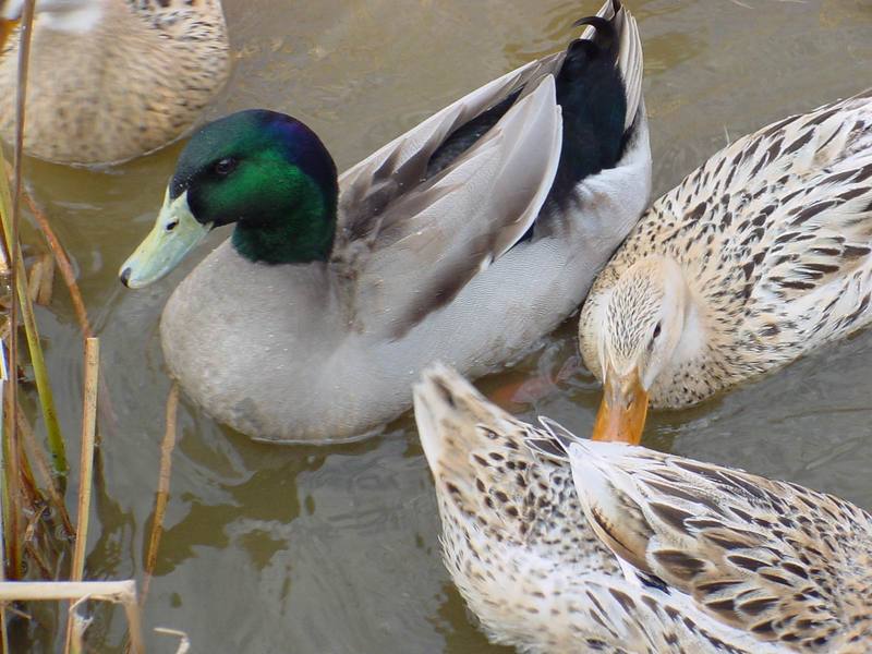 청둥오리 Anas platyrhynchos (Mallard Duck F1); DISPLAY FULL IMAGE.