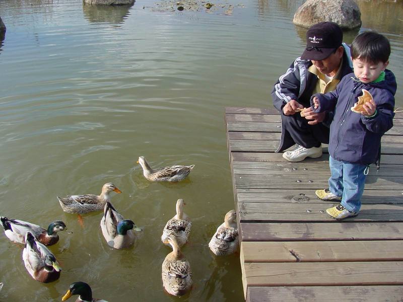 청둥오리 Anas platyrhynchos (Mallard Duck F1); DISPLAY FULL IMAGE.