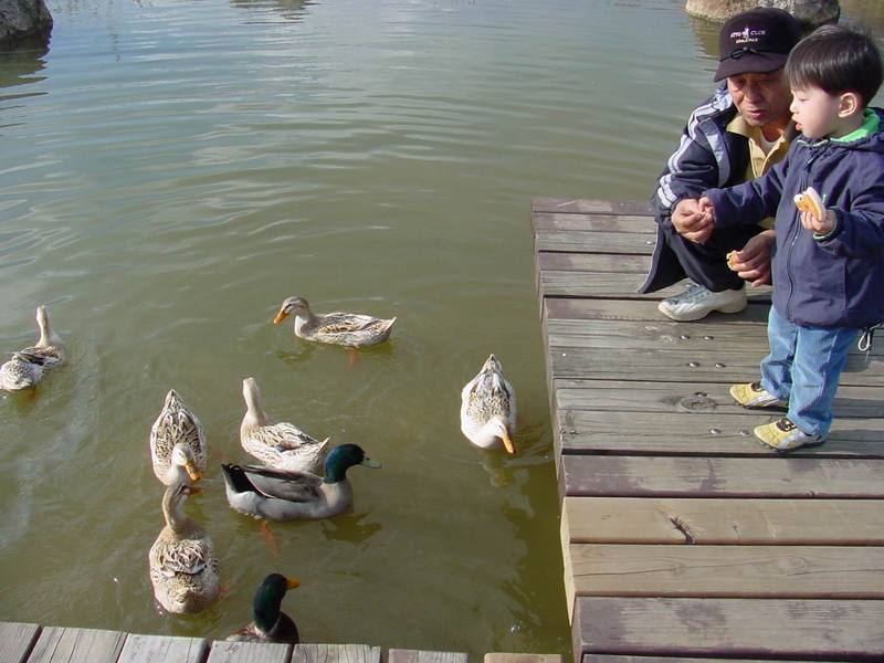 청둥오리 Anas platyrhynchos (Mallard Duck F1); DISPLAY FULL IMAGE.