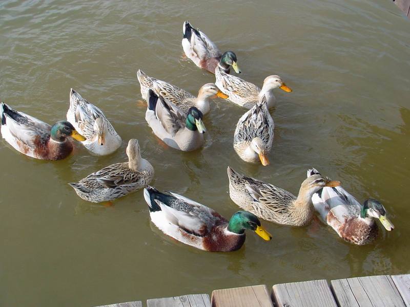 청둥오리 Anas platyrhynchos (Mallard Ducks); DISPLAY FULL IMAGE.