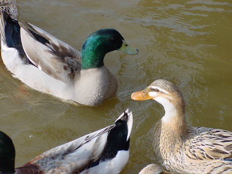 청둥오리 Anas platyrhynchos (Mallard Ducks); DISPLAY FULL IMAGE.