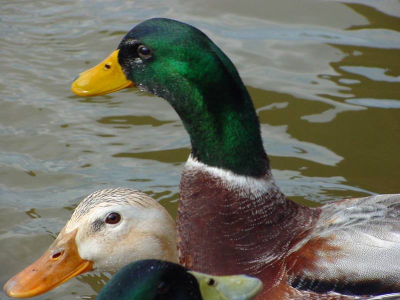 청둥오리 Anas platyrhynchos (Mallard Duck); DISPLAY FULL IMAGE.