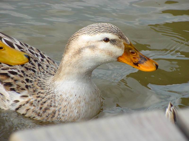 청둥오리 Anas platyrhynchos (Mallard Duck); DISPLAY FULL IMAGE.