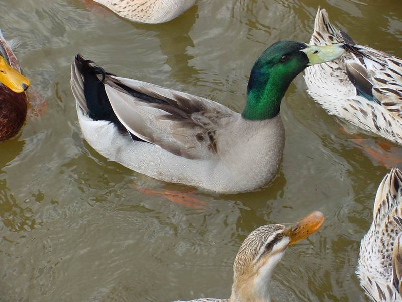 청둥오리 Anas platyrhynchos (Mallard Duck); DISPLAY FULL IMAGE.