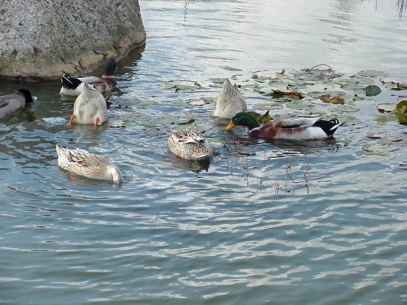 청둥오리 Anas platyrhynchos (Mallard Ducks); DISPLAY FULL IMAGE.