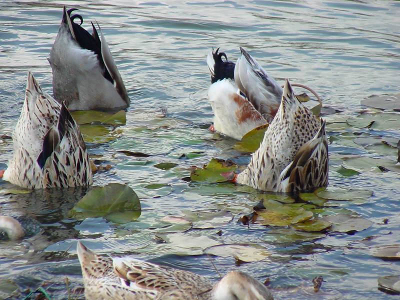 청둥오리 Anas platyrhynchos (Mallard Ducks); DISPLAY FULL IMAGE.