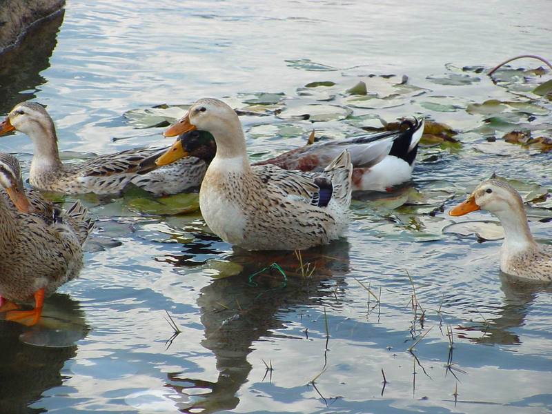청둥오리 Anas platyrhynchos (Mallard Ducks); DISPLAY FULL IMAGE.
