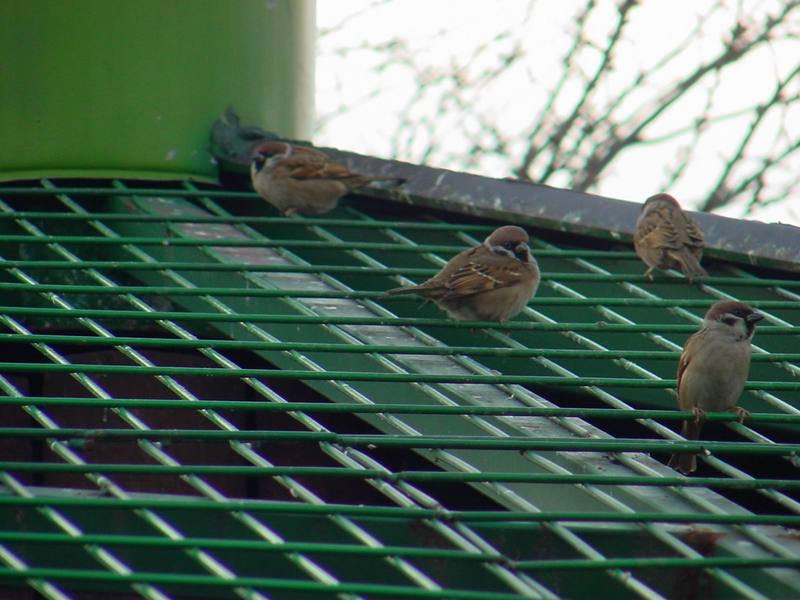 참새 Passer montanus (Tree Sparrows); DISPLAY FULL IMAGE.