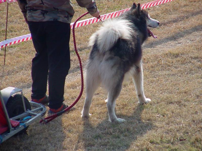 알래스카 말라뮤트 (Alaskan Malamute); DISPLAY FULL IMAGE.