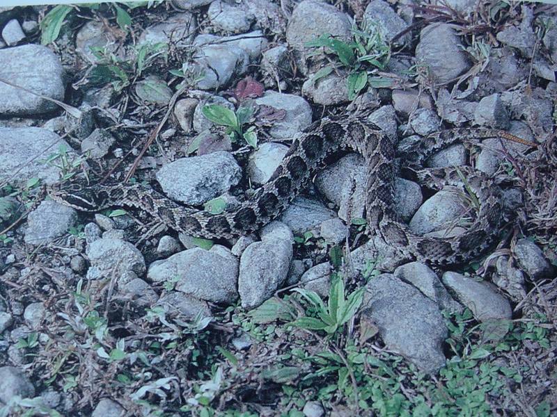 살모사 Agkistrodon blomhoffii brevicaudus (Korean Mamushi Snake); DISPLAY FULL IMAGE.