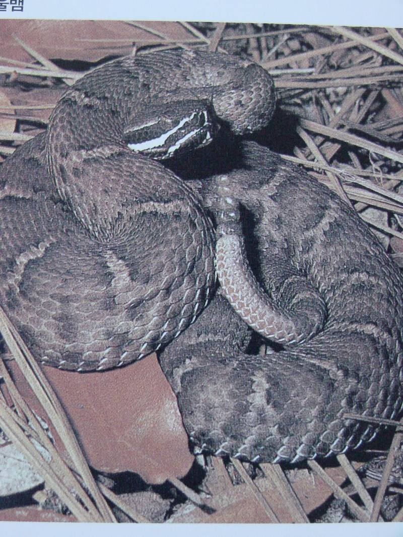 동부다이아몬드방울뱀 Crotalus adamanteus (Eastern Diamondback Rattlesnake); DISPLAY FULL IMAGE.