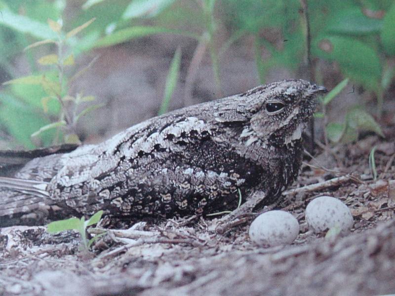 쏙독새 Caprimulgus indicus (Grey Nightjar, Jungle Nightjar); DISPLAY FULL IMAGE.