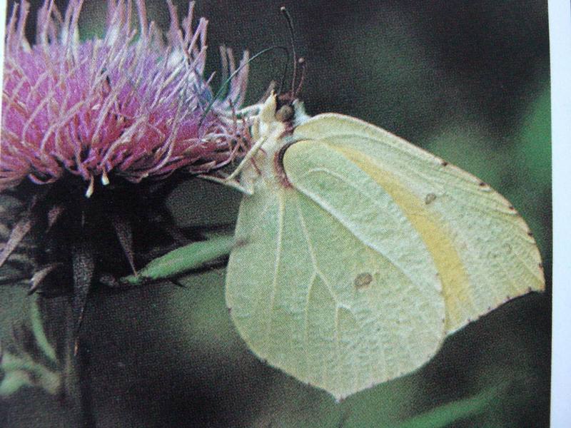 멧노랑나비 Gonepteryx rhamni (Common Brimstone Butterfly); DISPLAY FULL IMAGE.