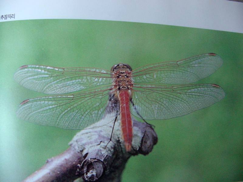 고추잠자리 Crocothemis servilia (Scarlet Skimmer, 紅???); DISPLAY FULL IMAGE.