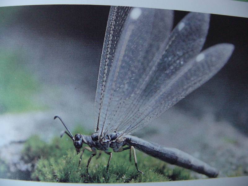 명주잠자리 Hagenomyia micans (Silk Antlion); DISPLAY FULL IMAGE.