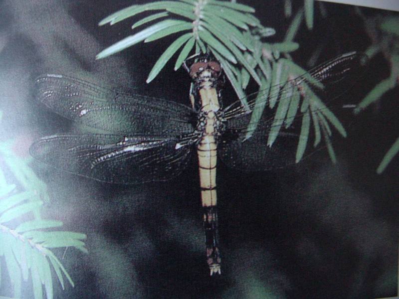 큰밀잠자리 Orthetrum triangulare melania (Greater Blue Skimmer); DISPLAY FULL IMAGE.