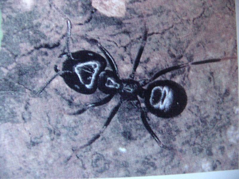 집호리가슴개미 Leptothorax congruus (Korean Ant); DISPLAY FULL IMAGE.