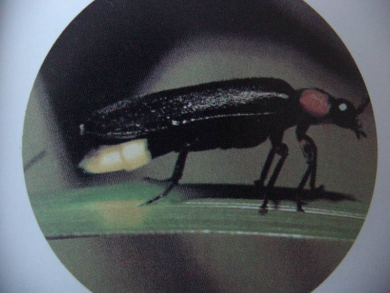 빛을 내고 있는 반딧불이 Luciola cruciata (Korean Firefly); DISPLAY FULL IMAGE.