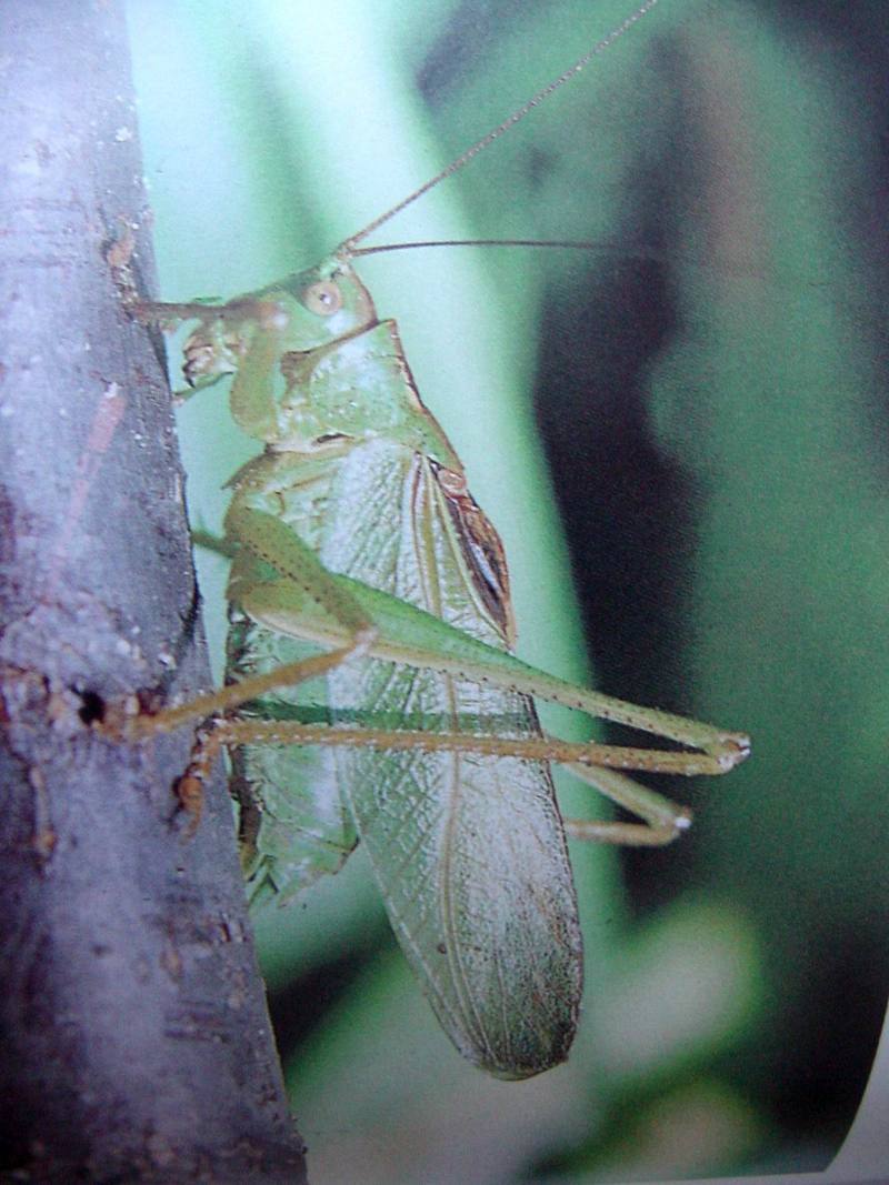 베짱이 Hexacentrus unicolor (Bushcricket); DISPLAY FULL IMAGE.