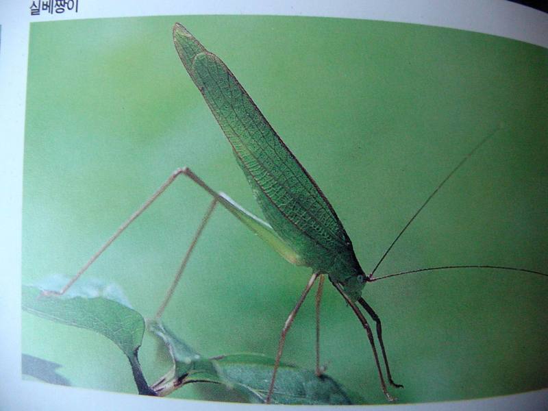 실베짱이 Phaneroptera falcata (Korean Bushcricket); DISPLAY FULL IMAGE.