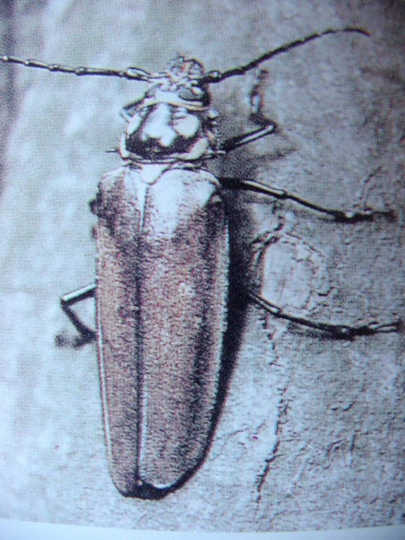 장수하늘소 Callipogon relictus (Korean Relict Long-horned Beetle); DISPLAY FULL IMAGE.