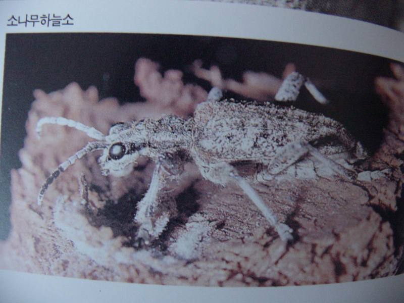 소나무하늘소 Rhagium inquisitor rugidenne (Ribbed Pine Borer); DISPLAY FULL IMAGE.