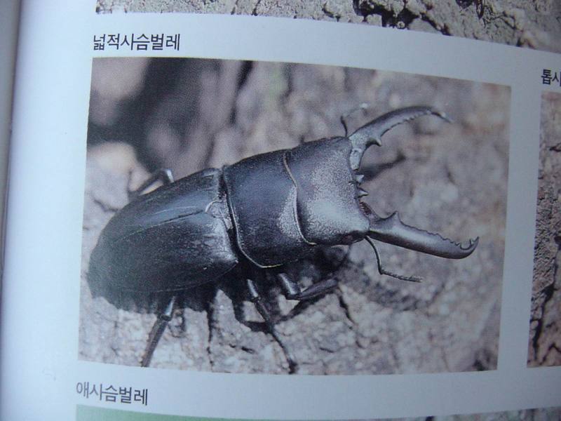 넓적사슴벌레 Serrognathus platymelus (Korean Long-fanged Stag Beetle); DISPLAY FULL IMAGE.