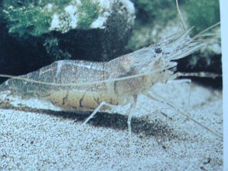 징거미새우 Macrobrachium nipponense (Oriental river shrimp); DISPLAY FULL IMAGE.