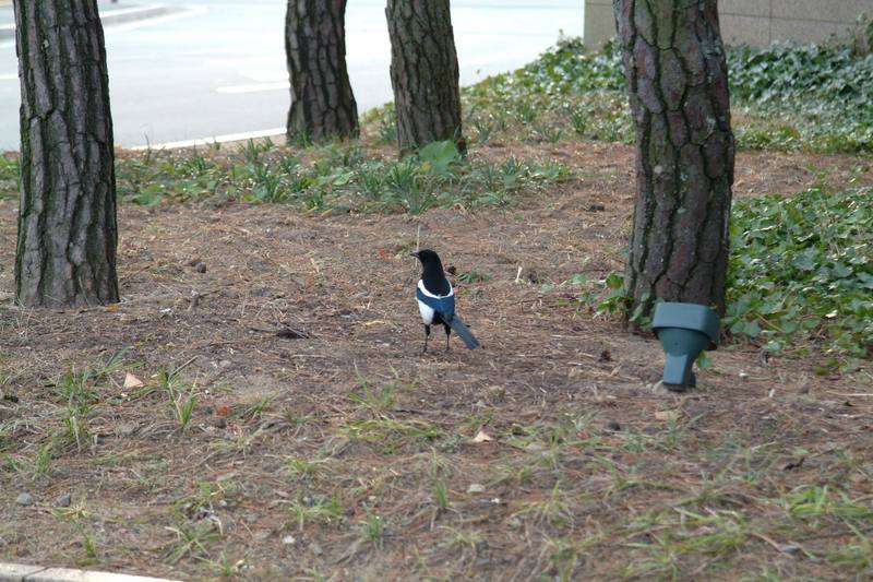 까치 Pica pica (Black-billed Magpie); DISPLAY FULL IMAGE.
