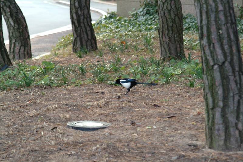 까치 Pica pica (Black-billed Magpie); DISPLAY FULL IMAGE.