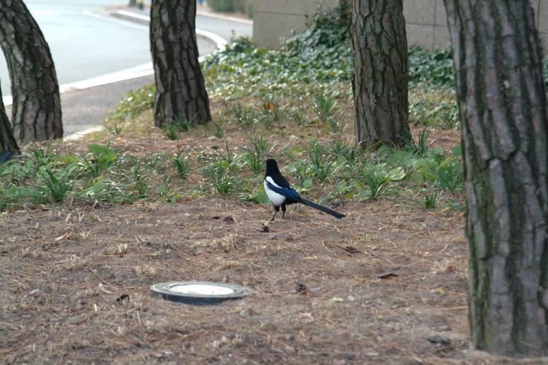 까치 Pica pica (Black-billed Magpie); DISPLAY FULL IMAGE.