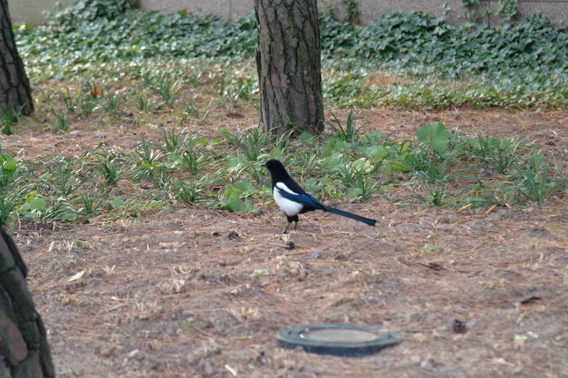 까치 Pica pica (Black-billed Magpie); DISPLAY FULL IMAGE.