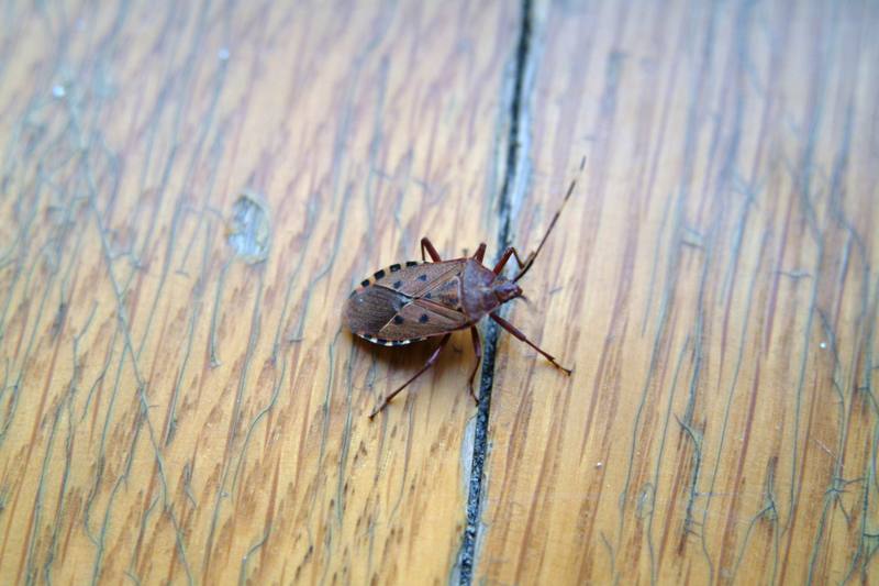 노린재 (Stink Bug) --> 애허리노린재 Hygia opaca ?; DISPLAY FULL IMAGE.