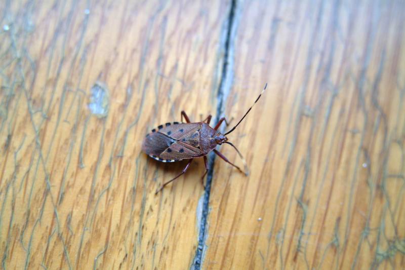 노린재 (Stink Bug) --> 애허리노린재 Hygia opaca ?; DISPLAY FULL IMAGE.