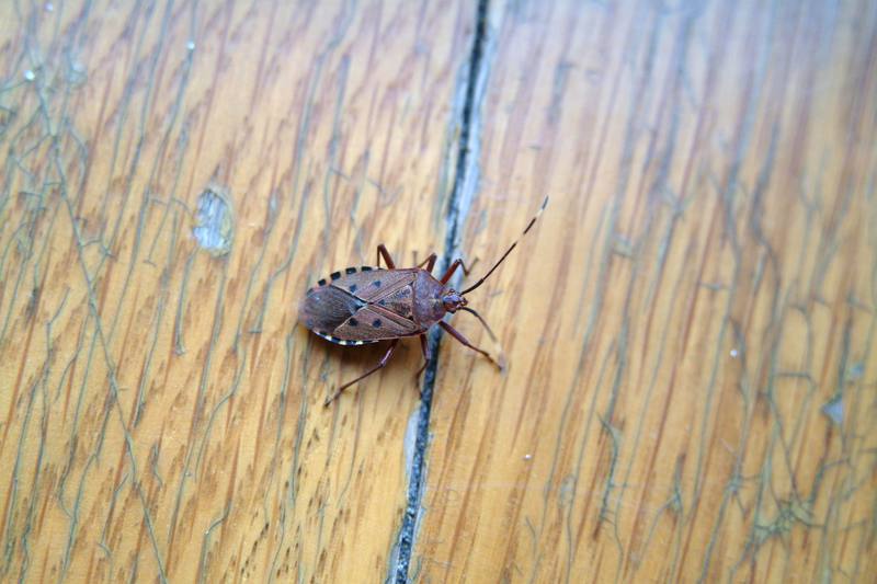 노린재 (Stink Bug) --> 애허리노린재 Hygia opaca ?; DISPLAY FULL IMAGE.