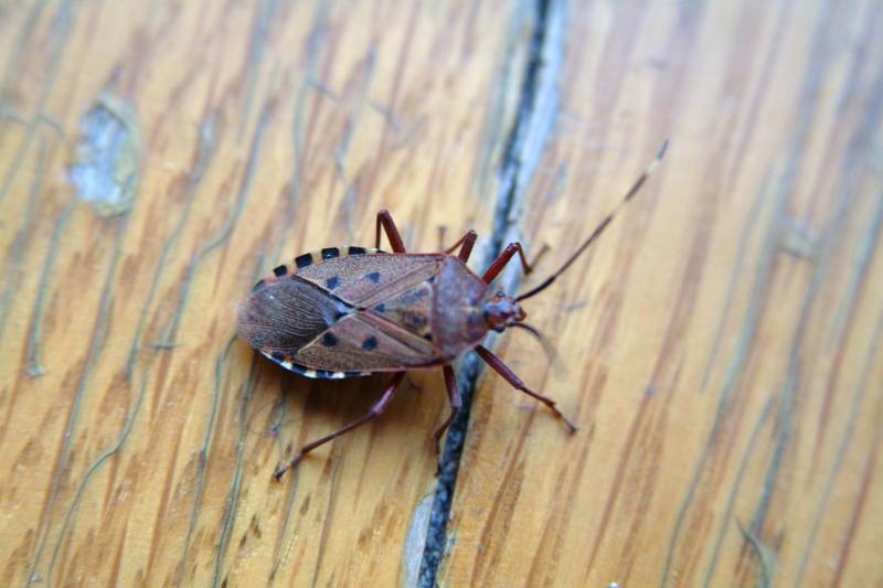 노린재 (Stink Bug) --> 애허리노린재 Hygia opaca ?; DISPLAY FULL IMAGE.