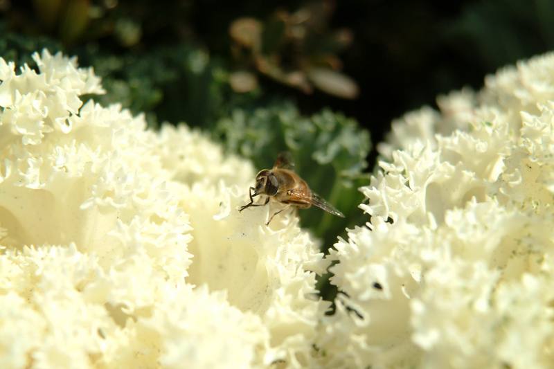 꽃등에 (Hoverfly); DISPLAY FULL IMAGE.