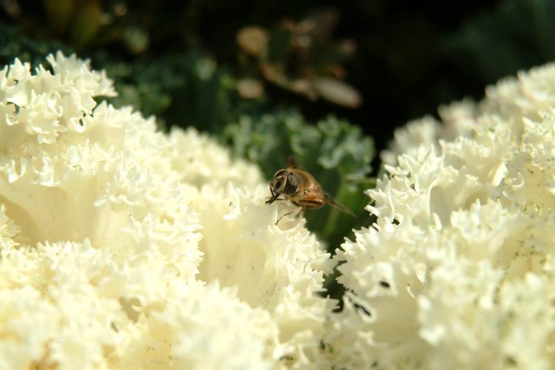 꽃등에 (Hoverfly); DISPLAY FULL IMAGE.