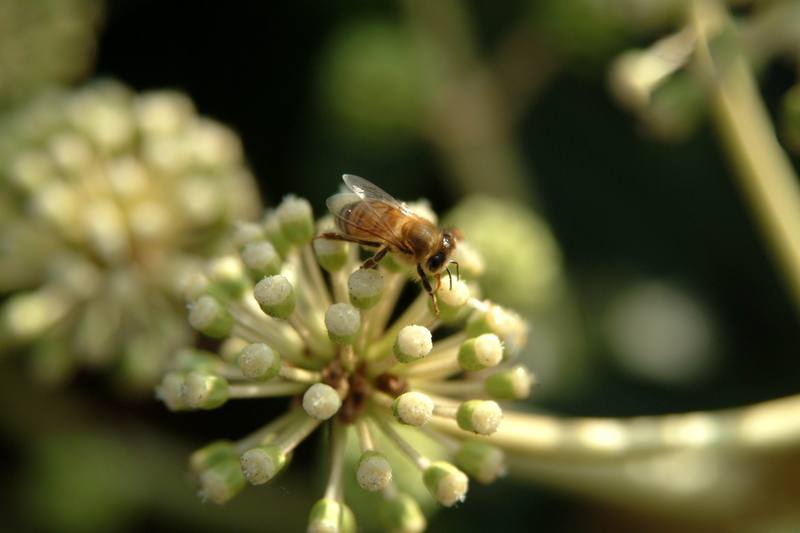 꿀벌(양봉) Apis mellifera (Western Honeybee); DISPLAY FULL IMAGE.