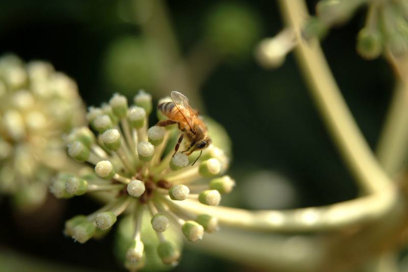 꿀벌(양봉) Apis mellifera (Western Honeybee); DISPLAY FULL IMAGE.