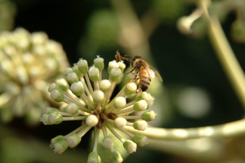 꿀벌(양봉) Apis mellifera (Western Honeybee); DISPLAY FULL IMAGE.