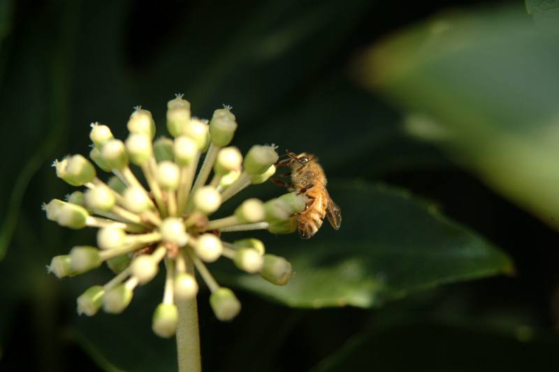 꿀벌(양봉) Apis mellifera (Western Honeybee); DISPLAY FULL IMAGE.