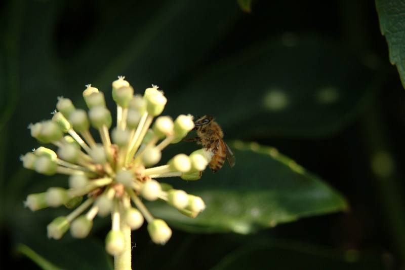 꿀벌(양봉) Apis mellifera (Western Honeybee); DISPLAY FULL IMAGE.