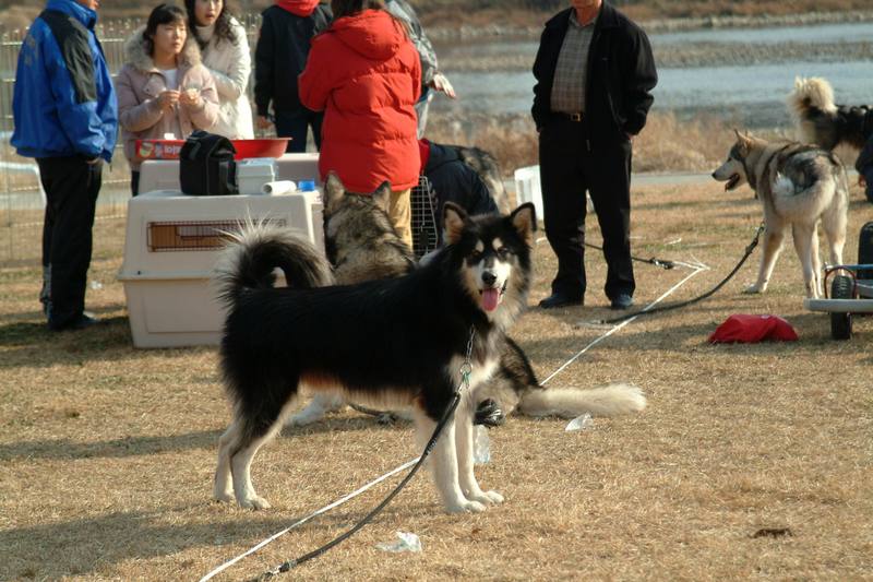 알래스카맬러뮤트 (Alaskan Malamute); DISPLAY FULL IMAGE.