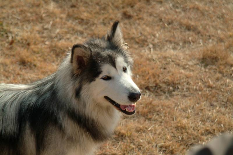 알래스카맬러뮤트 (Alaskan Malamute); DISPLAY FULL IMAGE.