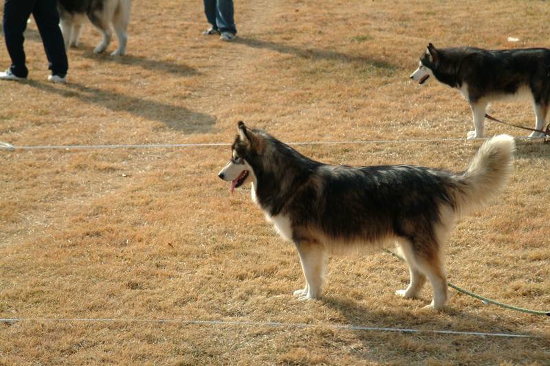 알래스카맬러뮤트 (Alaskan Malamute); DISPLAY FULL IMAGE.